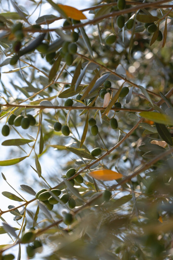 Mediterranean olive branch