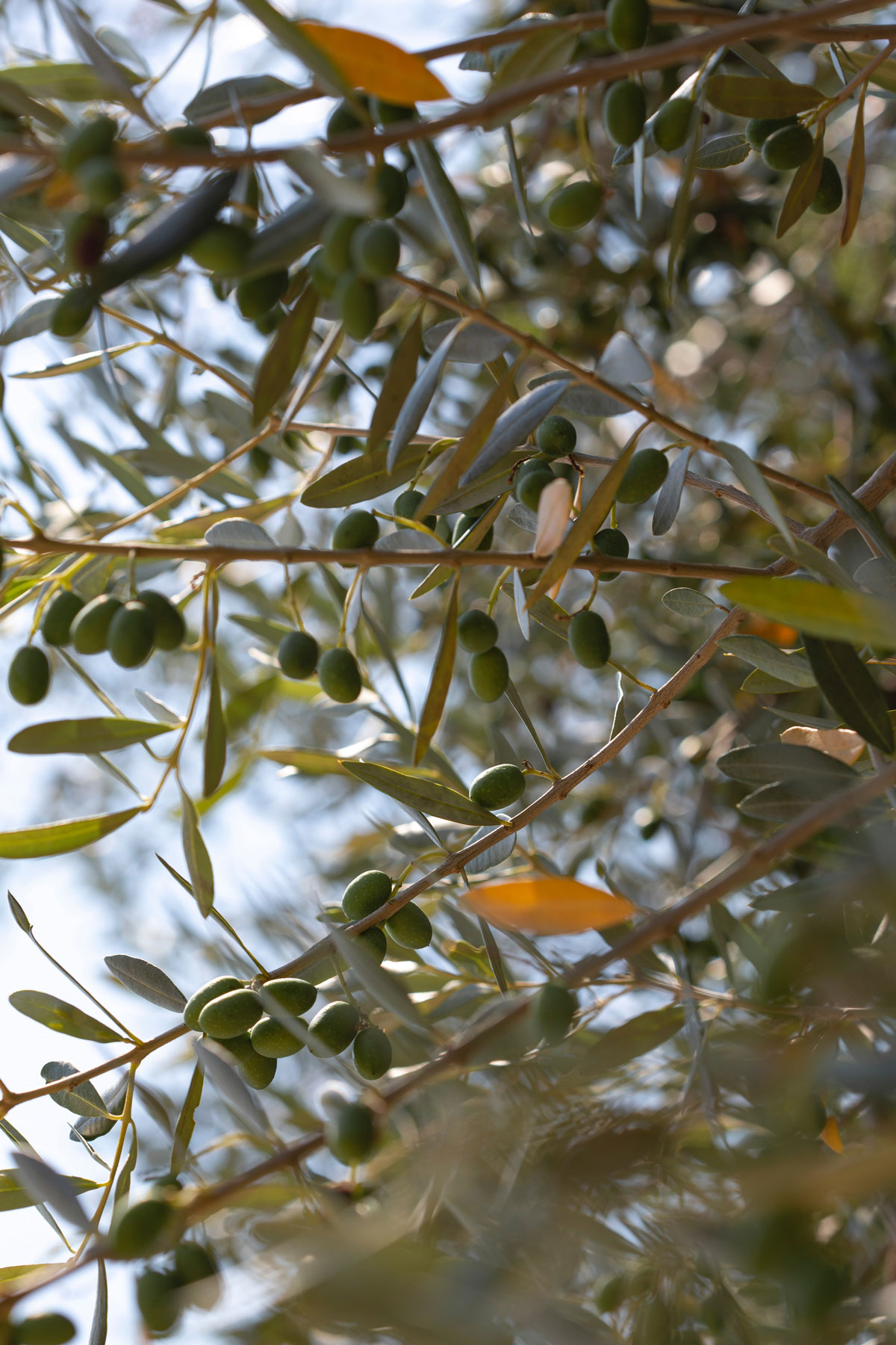 Mediterranean olive branch